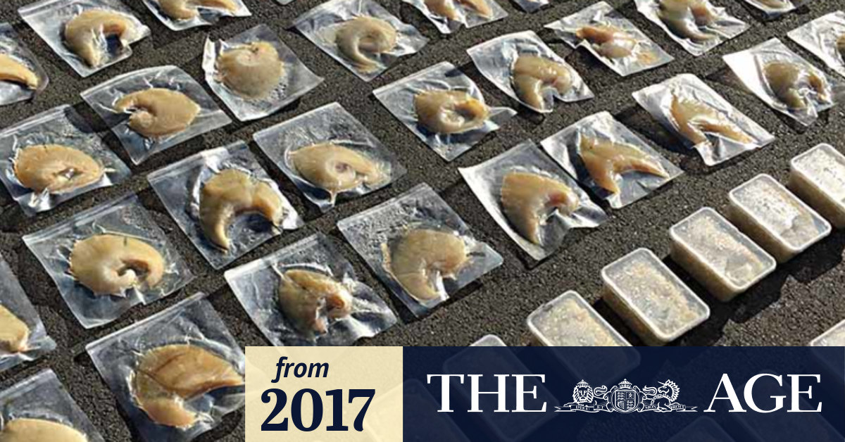 Video Largest haul of illegal abalone in 20 years